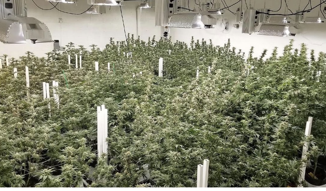 cannabis plants grow indoors