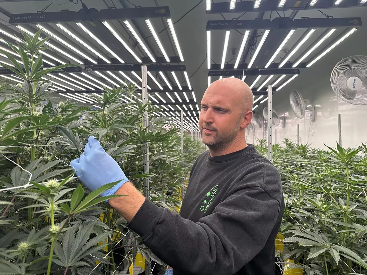 Green Dot Labs co-founder Dave Malone inspects a plant in his cultivation.