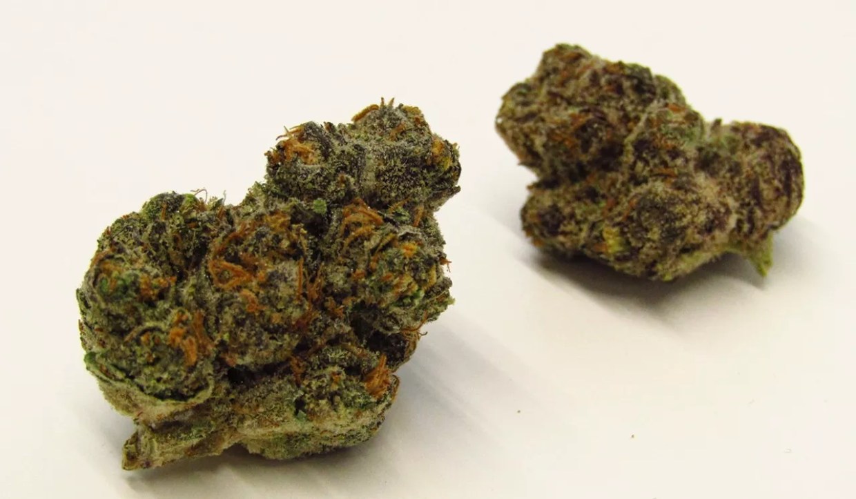 Cannabis buds of the strain Candy Apple