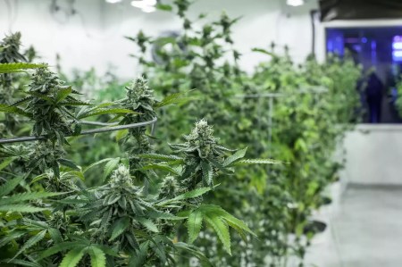 Colorado Marijuana Prices Tie Record Low