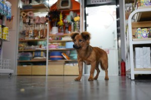 Denver Bans Pet Store Sales of Dogs, Cats