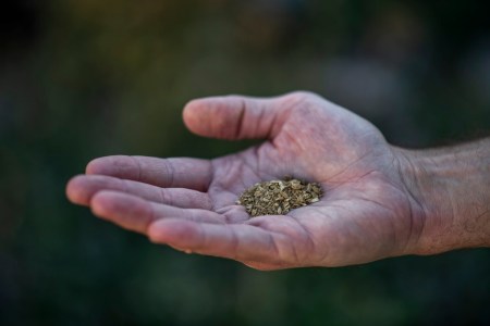 New ibogaine law targets mushroom sales