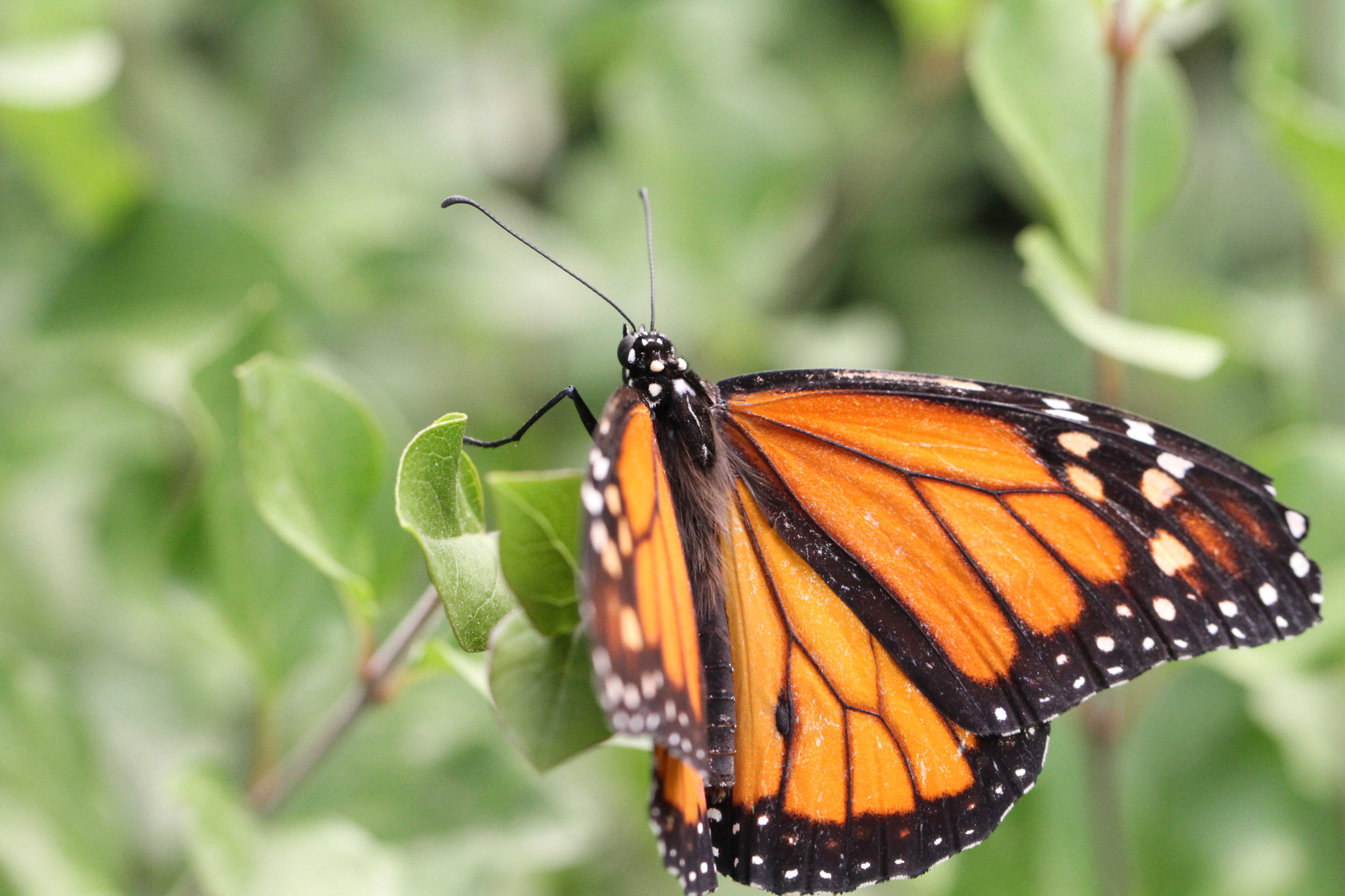 A monarch butterfly