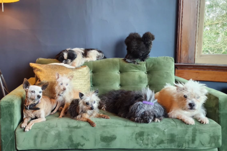 Denver Man Awarded for Rescuing Senior Dogs