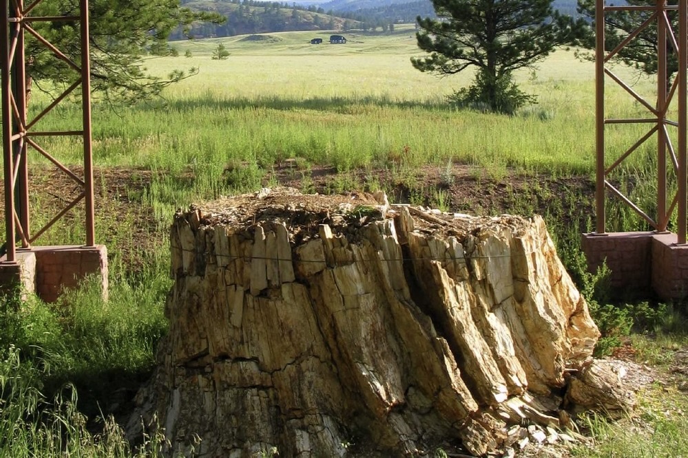 A petrified redwood stump at Florissant Fossil Beds National Monument