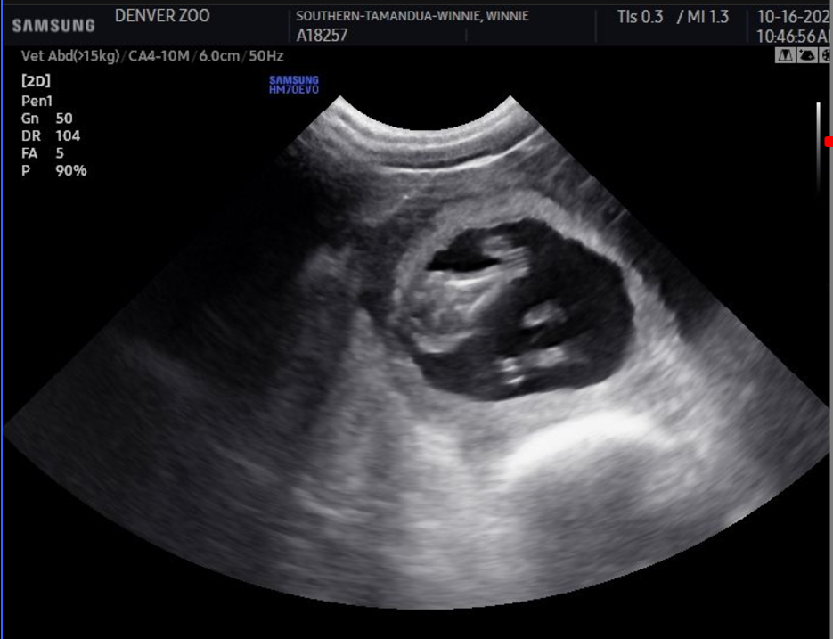 An ultrasound of a tamandua