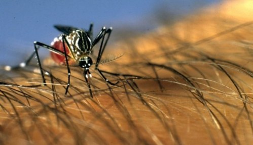 Mosquitos, Kissing Bugs Bring New Disease