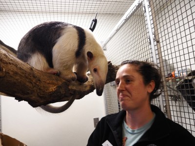 Baby Anteater Dies at Denver Zoo