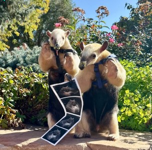 Denver Zoo Prepares for First Tamandua Birth in More Than a Decade