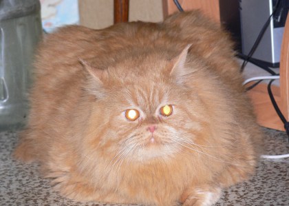 Fake News Reports School Closure Over Fat Cat