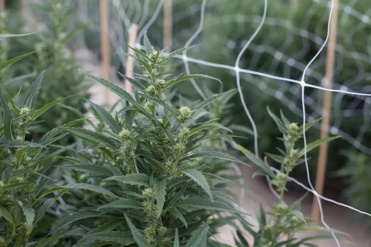 cannabis plants grow outdoors