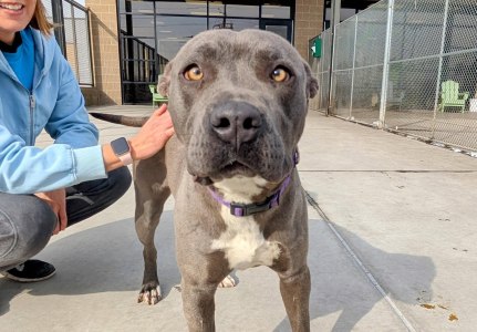 Denver to Pay 100 Pet Deposits Amid Shelter Surge