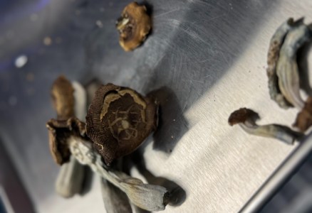 Psilocybin Centers Aren't Interested in Edibles
