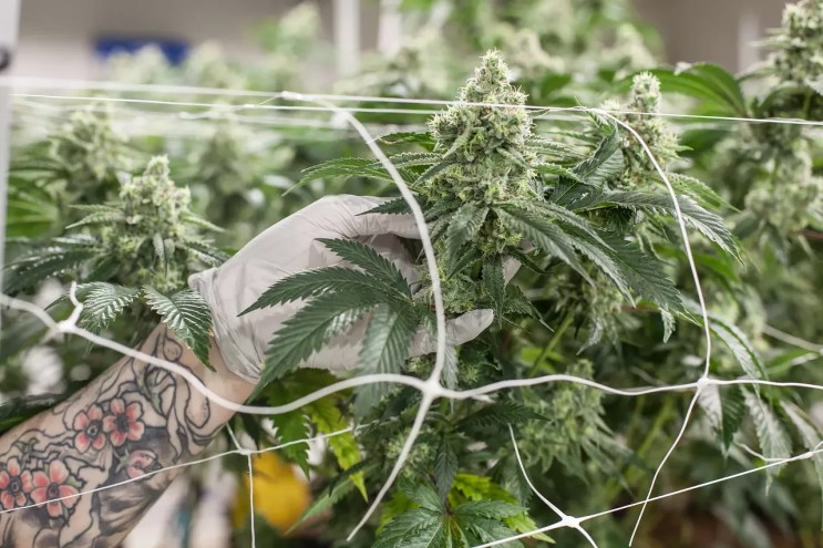 Green Alert: Colorado Cannabis Space Eager for Trump to Reschedule