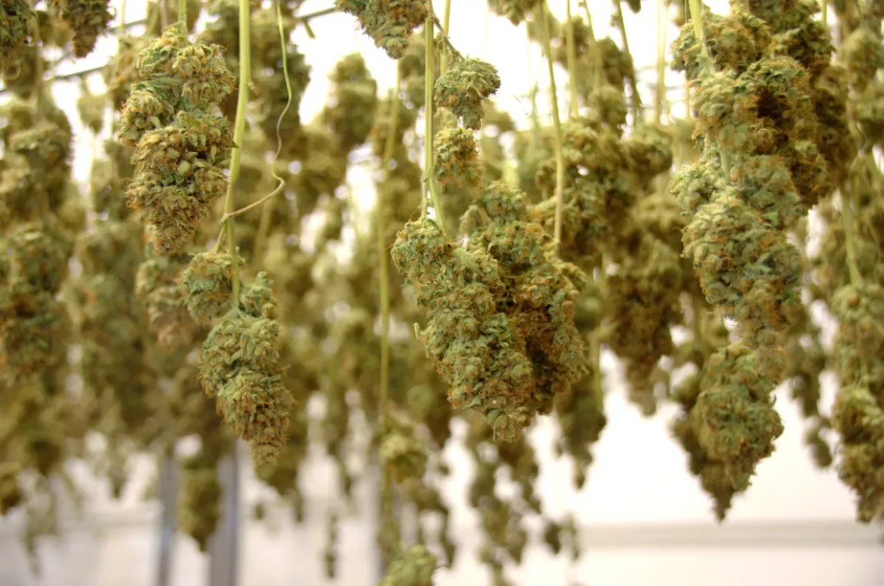 marijuana buds hang dry after harvest