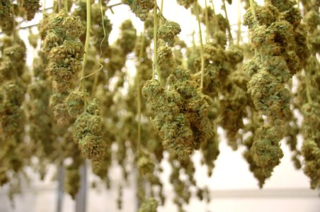 Cannabis Prices Reach New Record Low