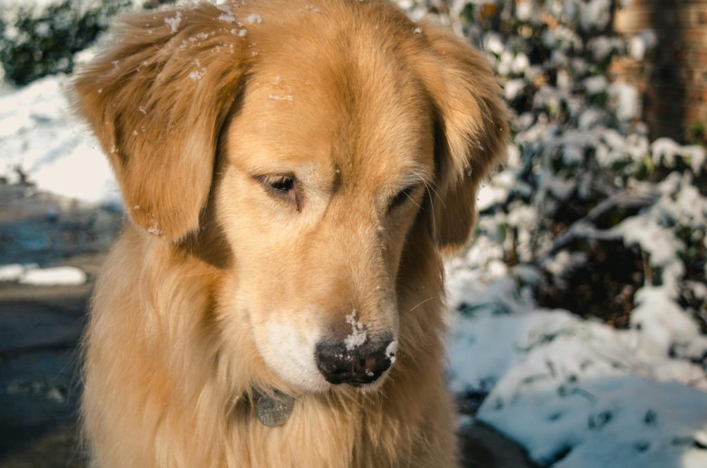 See a Pet Left Out in the Cold in Denver? Here's What to Do.