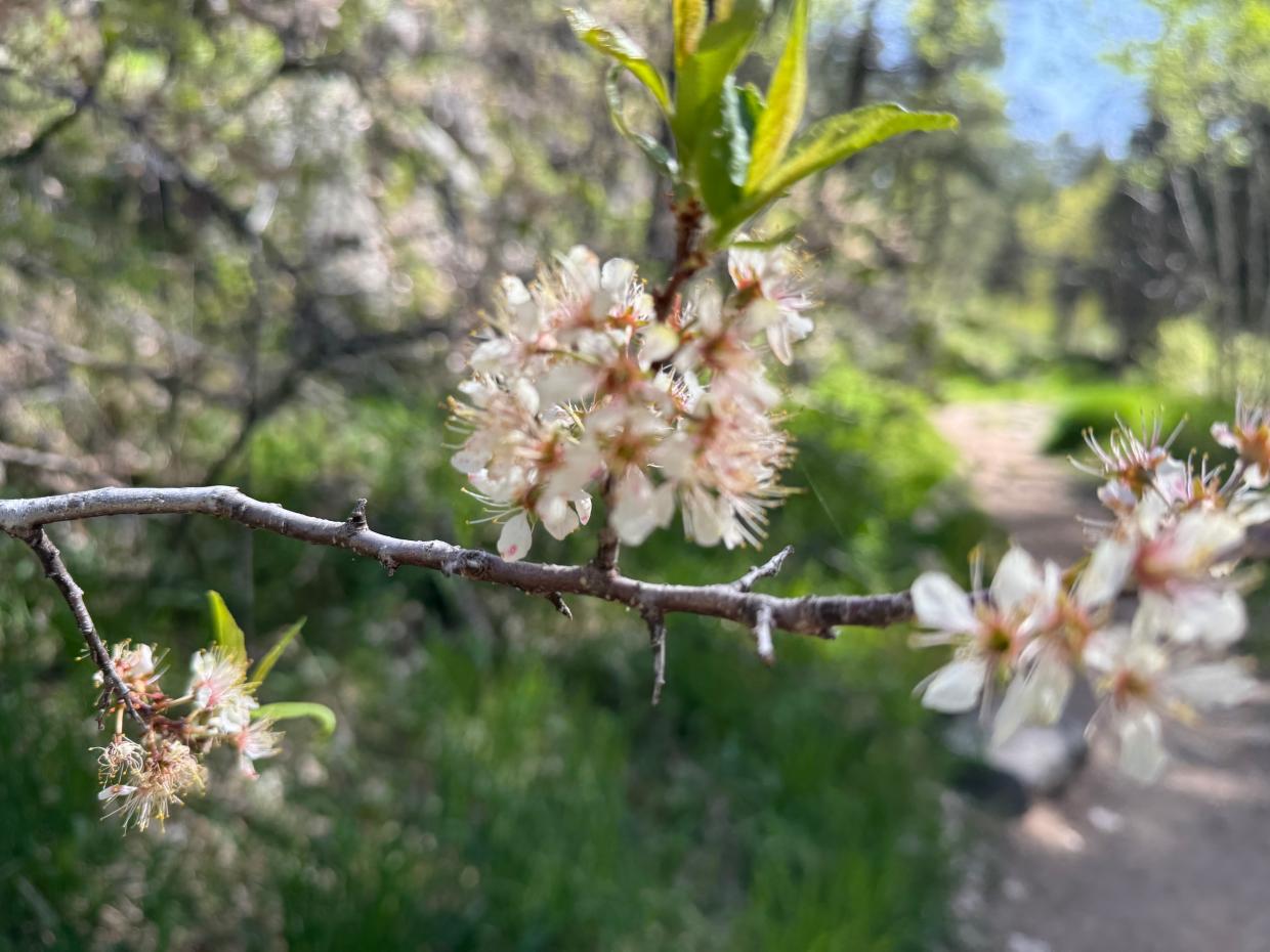 plum blossom