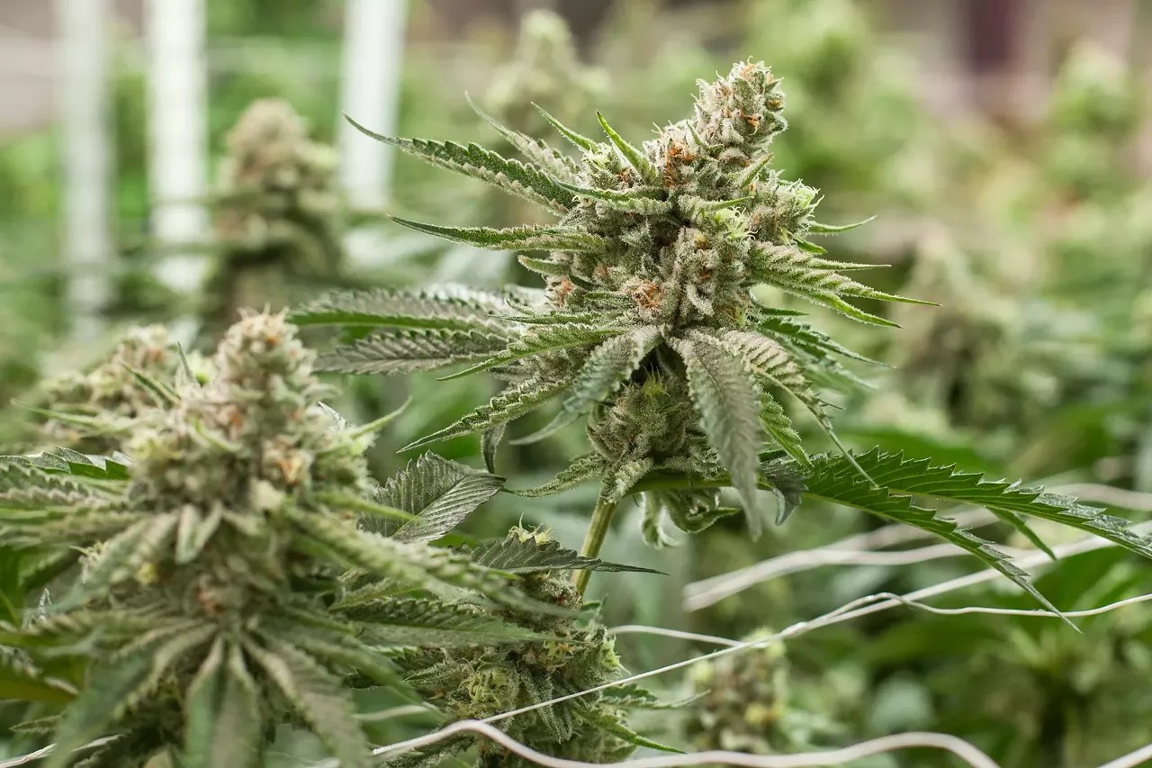 cannabis buds grow indoors under light