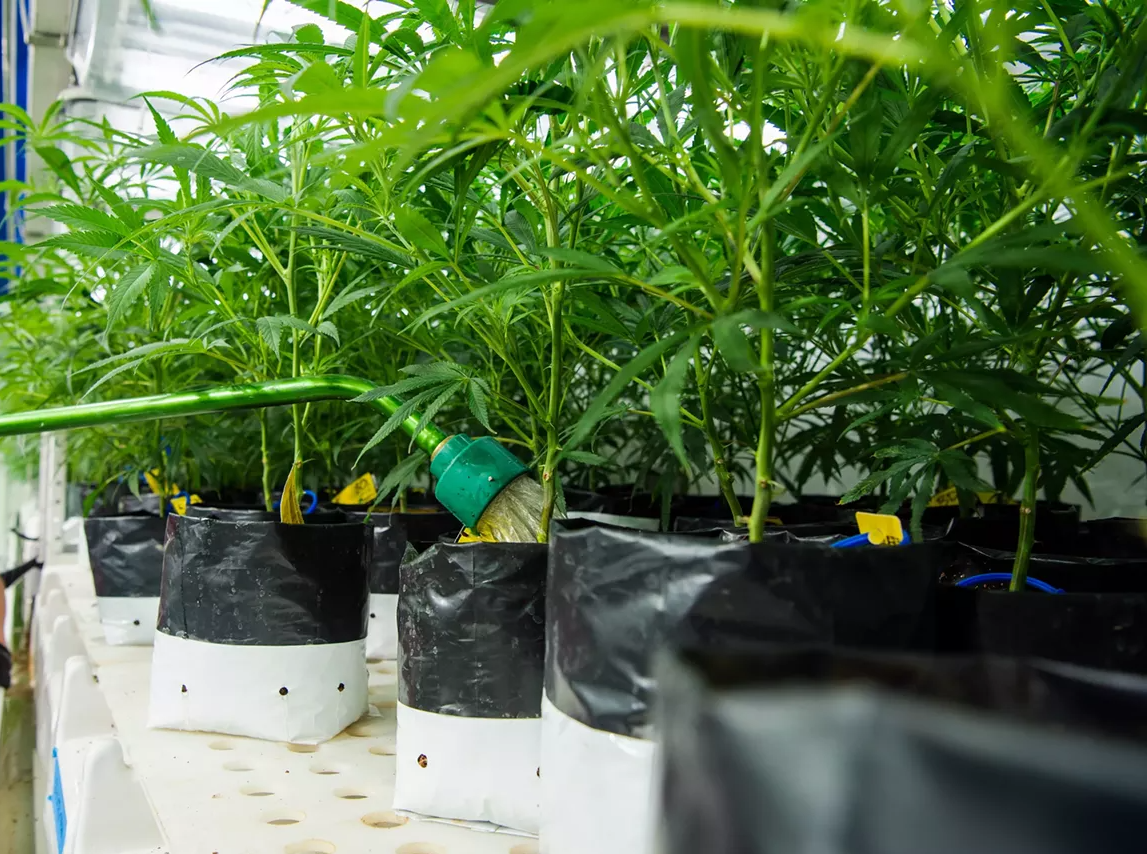 Colorado Hit by Two Marijuana Recalls in 24 Hours