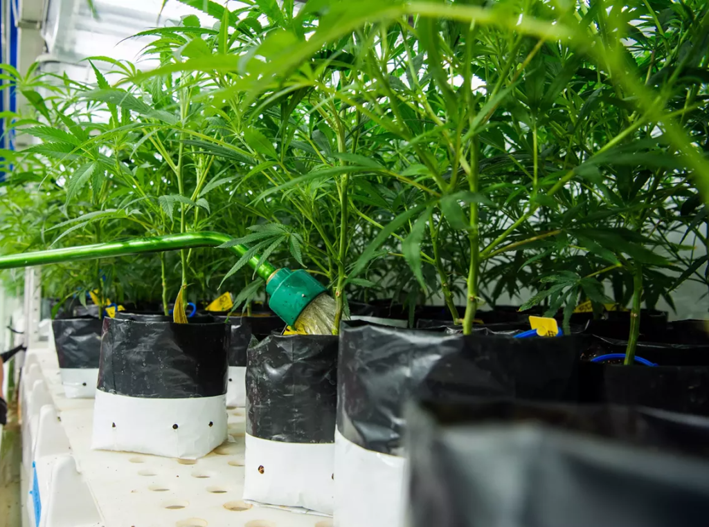 Colorado Hit by Two Marijuana Recalls in 24 Hours