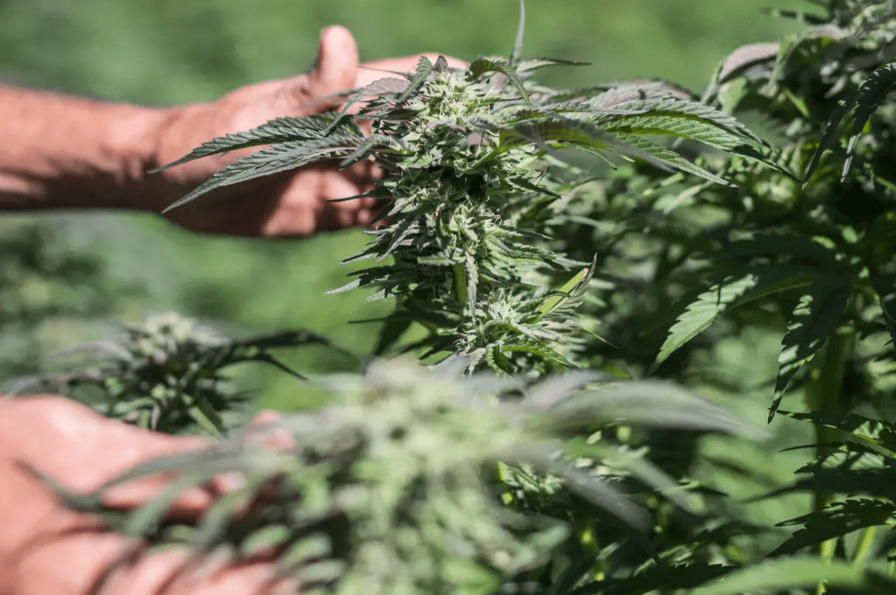 man's hands grab marijuana plant buds