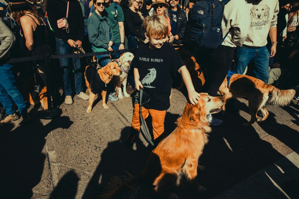 A child pets a dog at the Golden's in Golden event.
