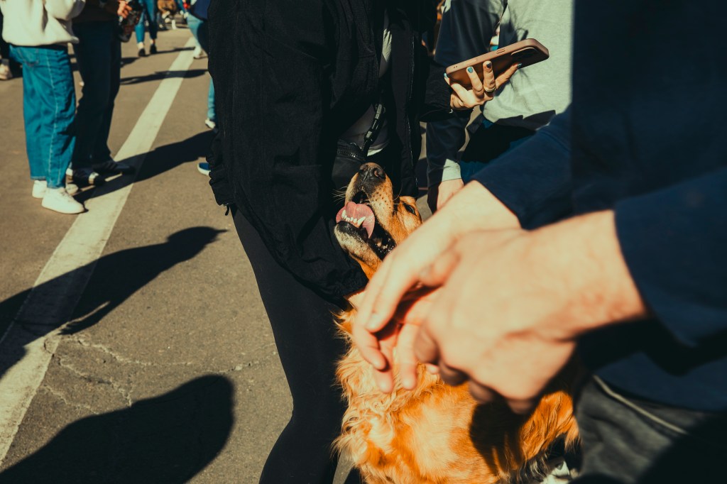A dog gets headscratches during the annual Golden's in Golden event.