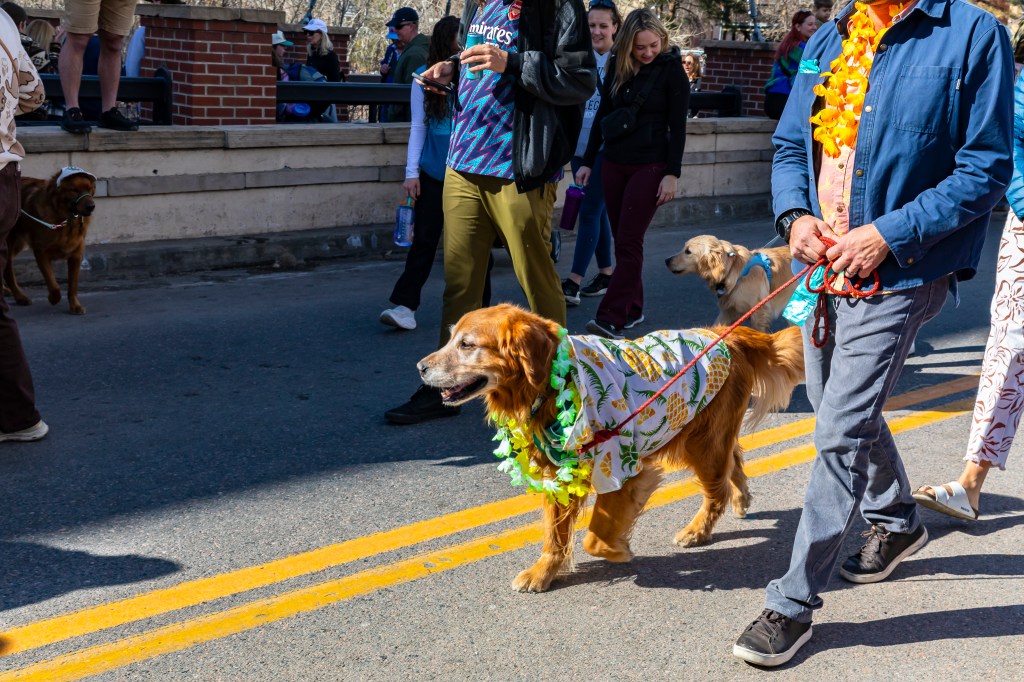 A dog strolls the street during the annual Golden's in Golden event.