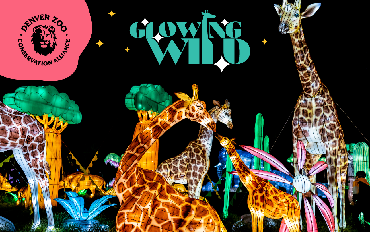Enter to Win 2 Passes to Glowing Wild at the Denver Zoo Conservation Alliance!