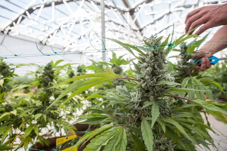 Rescheduling Cannabis Could Bring Big Tax Breaks — And Quiet Deregulation