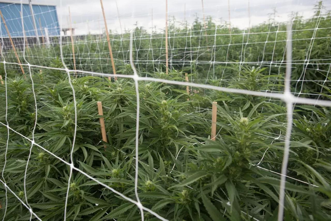 marijuana farm outside