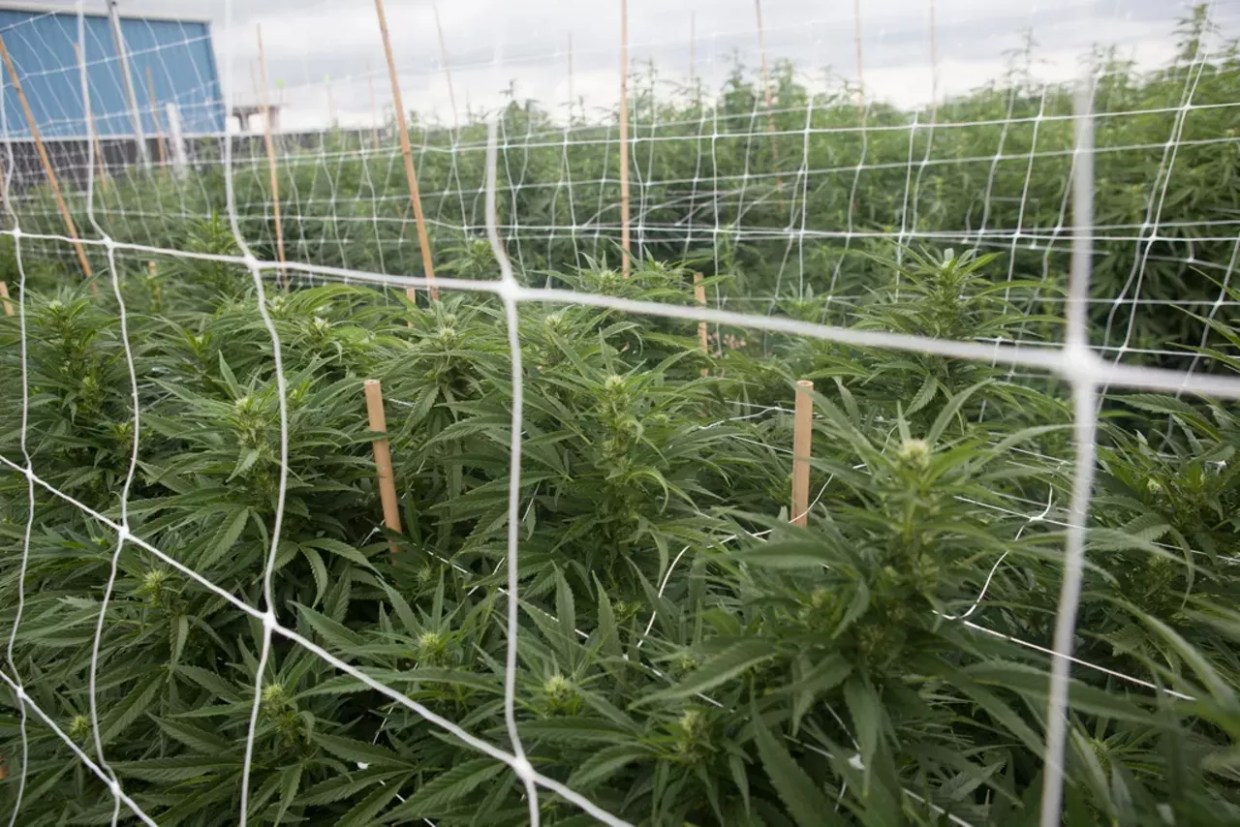 marijuana farm outside