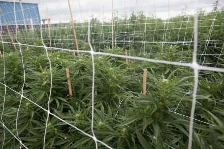 State Lawmakers Considering Marijuana Tax Changes