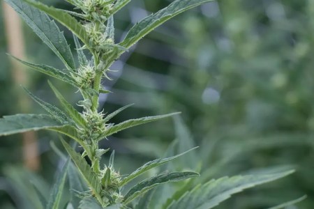 Latest Weed Recalls Hits 31 Dispensaries 