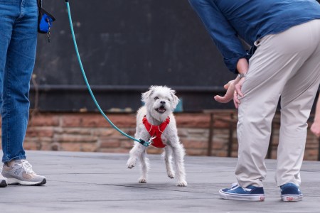 Colorado Shakespeare Festival Searches For a Canine Star