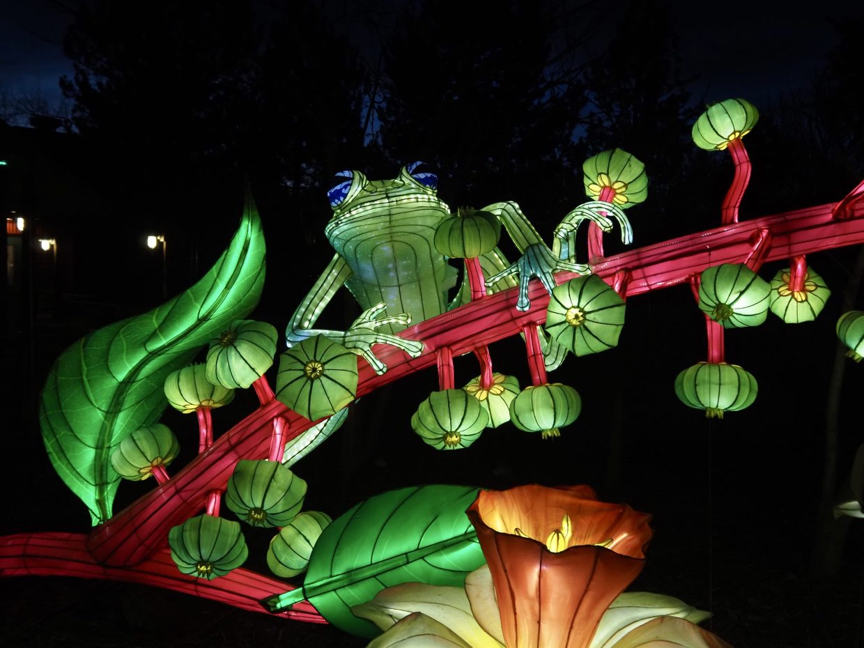 A frog lantern at glowing wild
