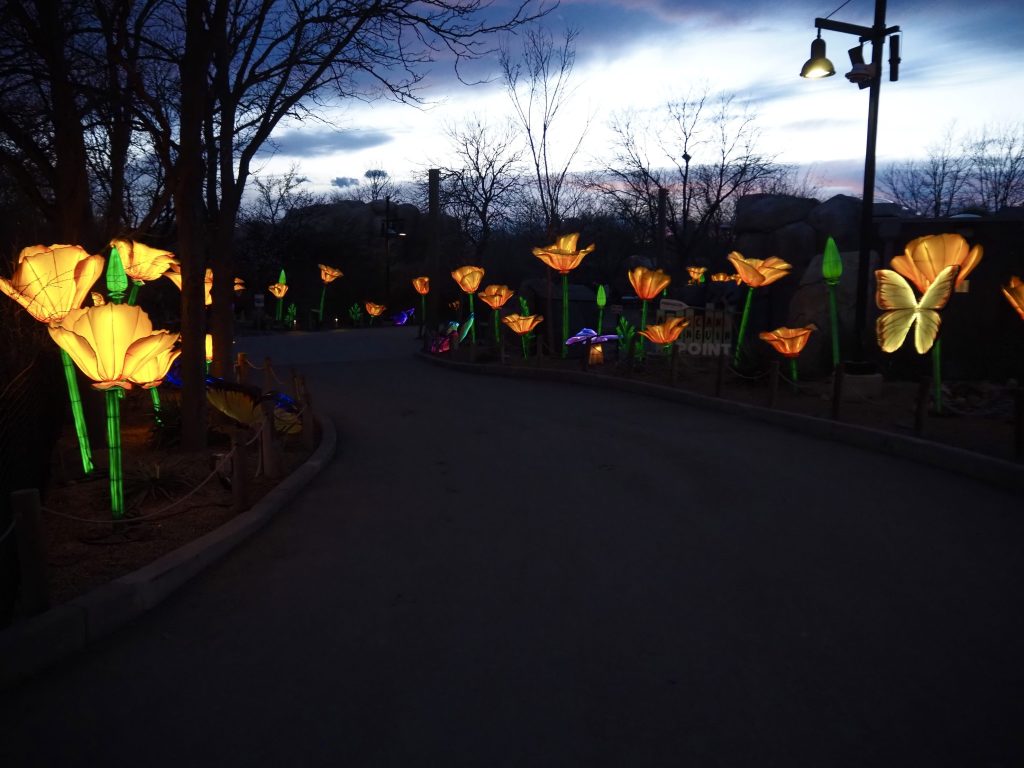 A lane of lantern flowers at Glowing Wild.
