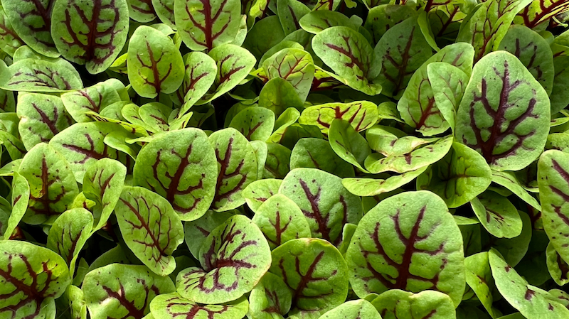 a row of lettuce