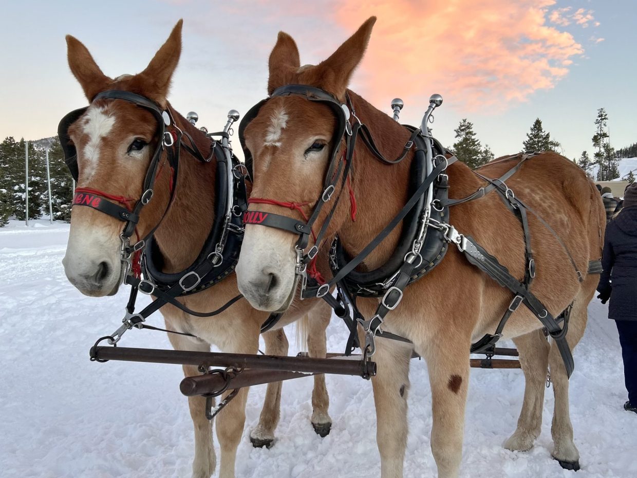 Two draft mules harnessed for a Two Below Zero sleigh ride in Frisco