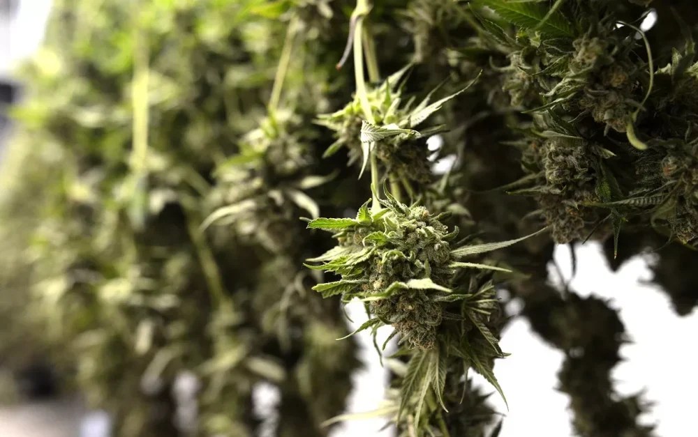 cannabis buds and branch's hang-dry after harvest