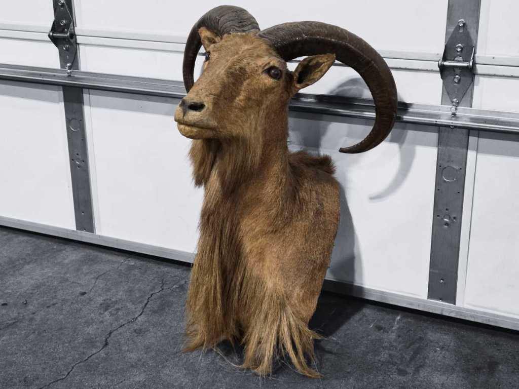 taxidermy ram