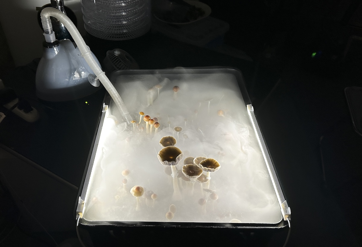 Psilocybin mushrooms grow under a light, surrounded by darkness