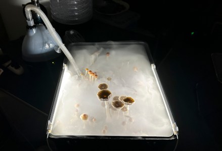 First Mushroom Healing Center Sues Former Workers