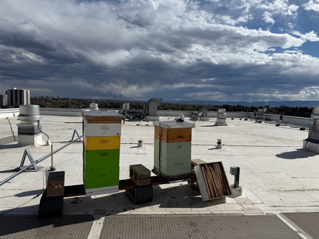 beehives on a roof