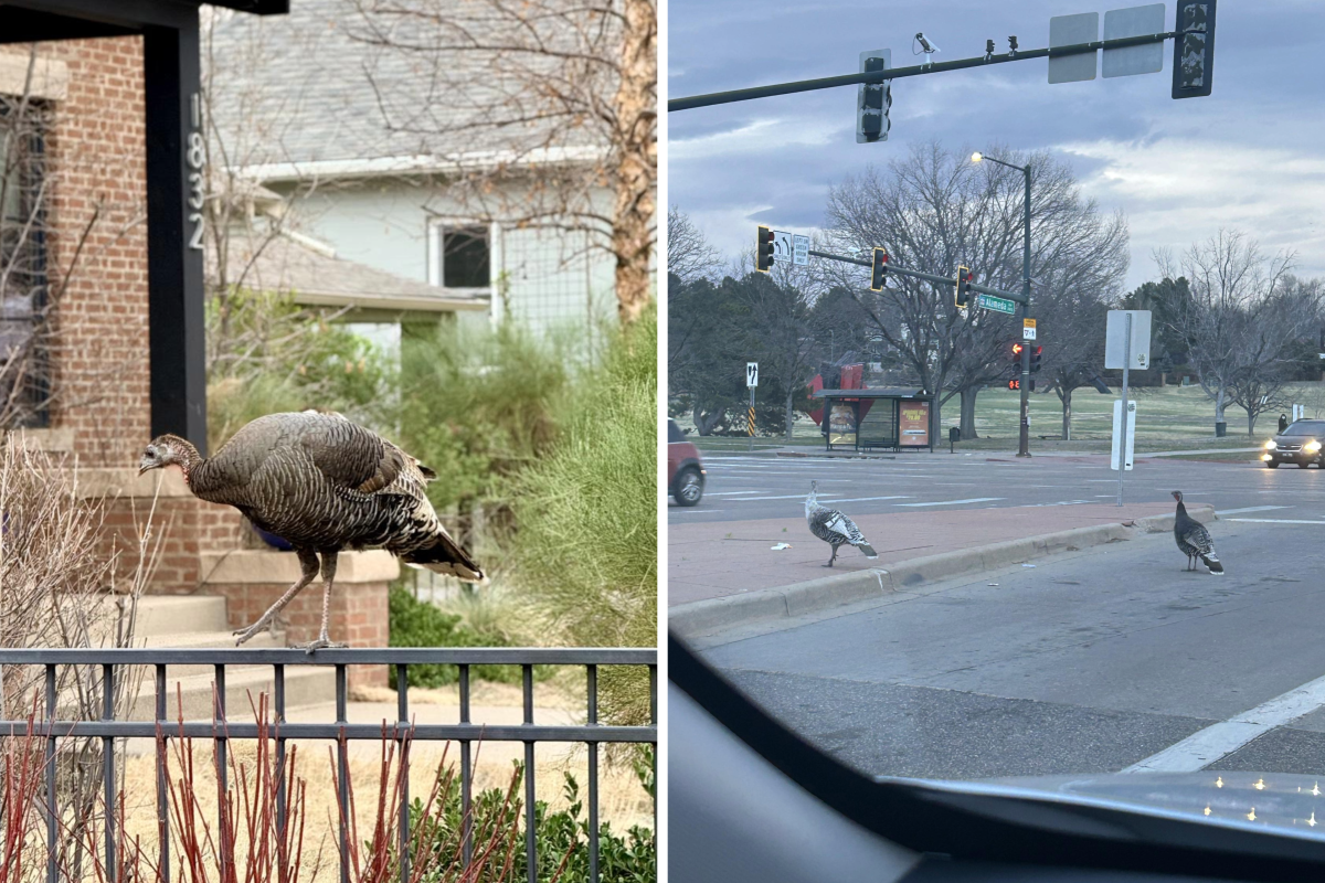 Wild Turkeys Run A-Fowl Throughout Denver Area