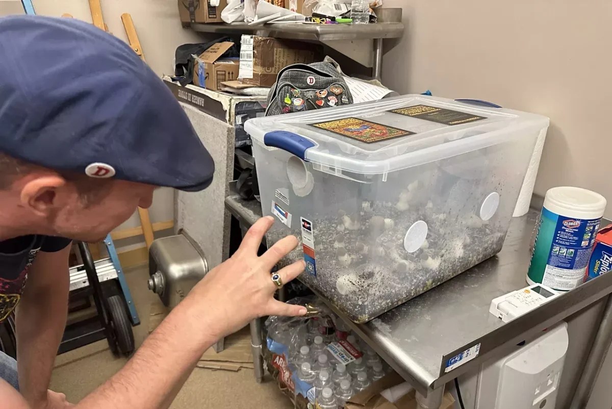 Mushroom grower Darren Lyman shows off a box of fruiting psilocybin mushrooms