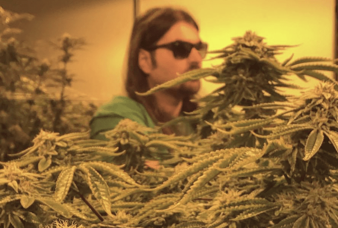 a cannabis grower works with plants inside a warehouse