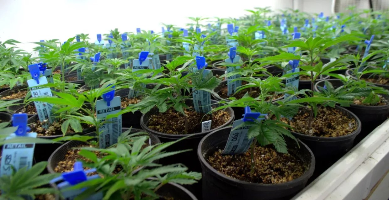 Cannabis plants grow under a light during their vegetation stage.