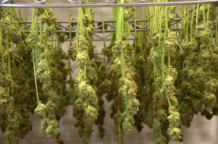 cannabis buds hang dry after harvest